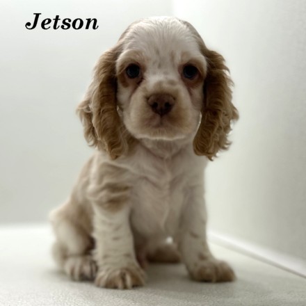 puppy, for, sale, Cocker Spaniel, Joe & Cherri  Overlease, dog, breeder, Miller, MO, dog-breeder, puppy-for-sale, forsale, nearby, find, puppyfind, locator, puppylocator, aca